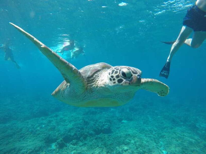 Gili Snorkeling Tour With GOPRO, Visit Turtles Sanctuary - Lunch and Island Visits