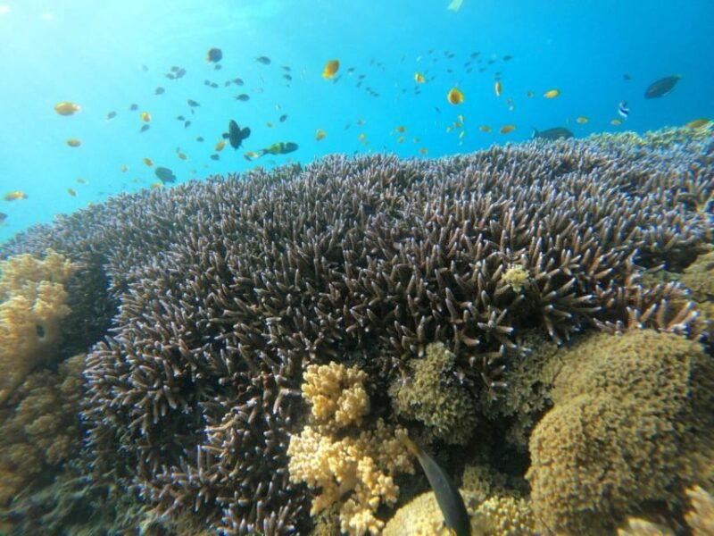 gili-t-island-gili-snorkeling-day-trip-swim-with-turtles
