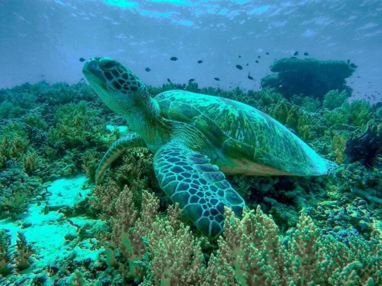 gili-trawangan-gili-islands-sunset-boat-tour-and-snorkeling