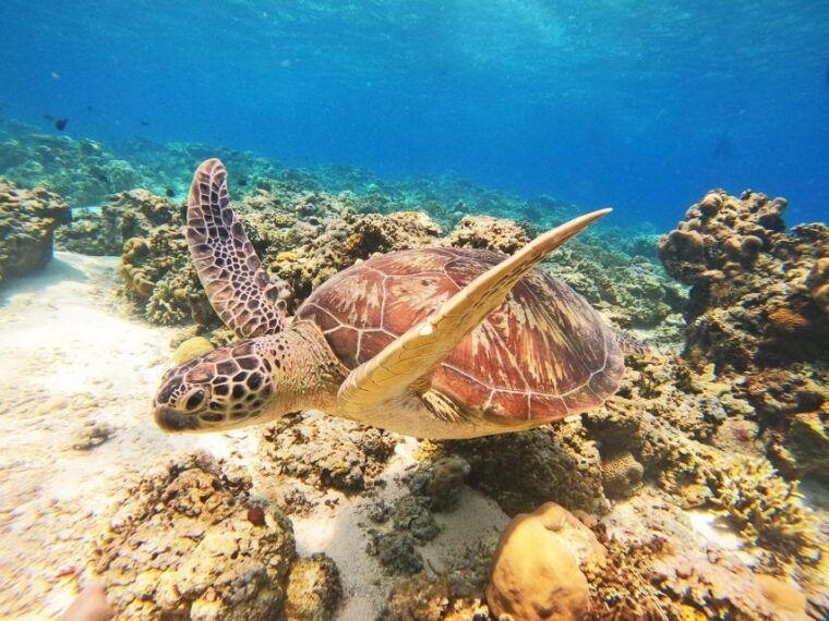 gili-trawangan-gili-islands-sunset-boat-tour-and-snorkeling