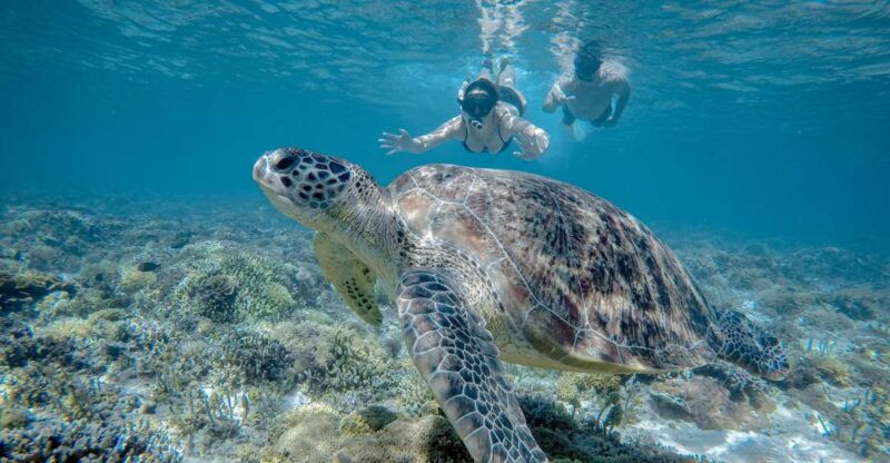 gili-trawangan-half-day-snorkeling-with-turtle-and-statue