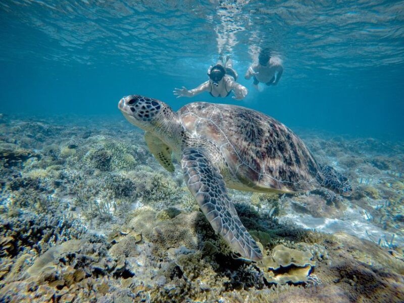 gili-trawangan-half-day-snorkeling-with-turtle-and-statue