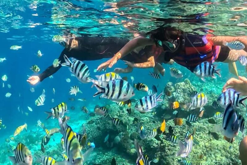 Gili Trawangan: Public Snorkeling Tour with Turtles and BBQ - Frequently Asked Questions