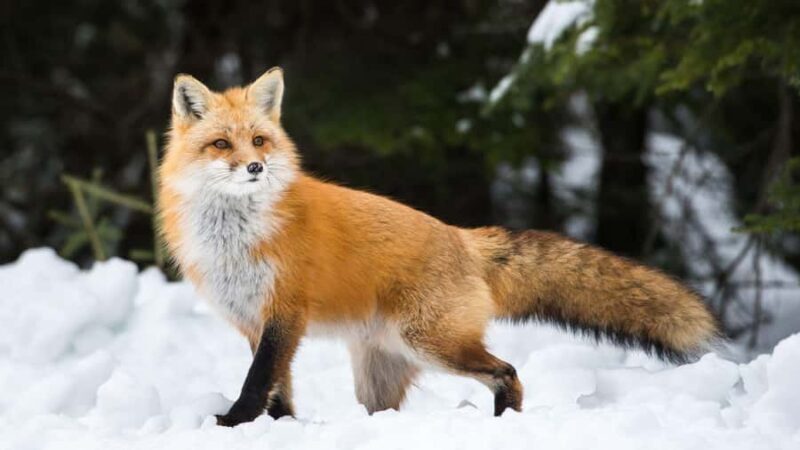 Ginzan Onsen &Zao Snow Monsters Winter 2-Day Tour From Tokyo - Day 2: Exploring Edo-Style Towns and Scenic Spots