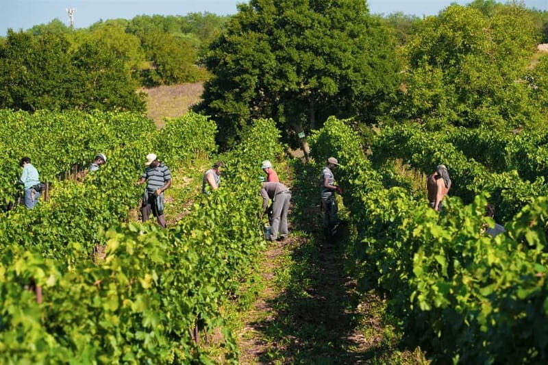 Gioia del Colle: E-Bike Tour through Vineyards & Wine - What’s Included and Practical Details