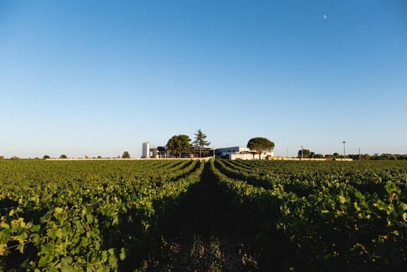 Gioia del Colle: Light Lunch with wine tasting - The Food and Wine Pairing