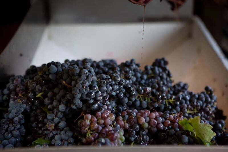 Gioia del Colle: Primitivo Wine Tasting in Local Winery - Who Will Benefit from This Experience?