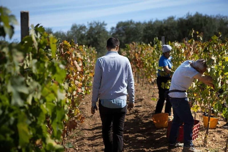 Gioia del Colle: Primitivo Wine Tasting in Local Winery - Final Thoughts