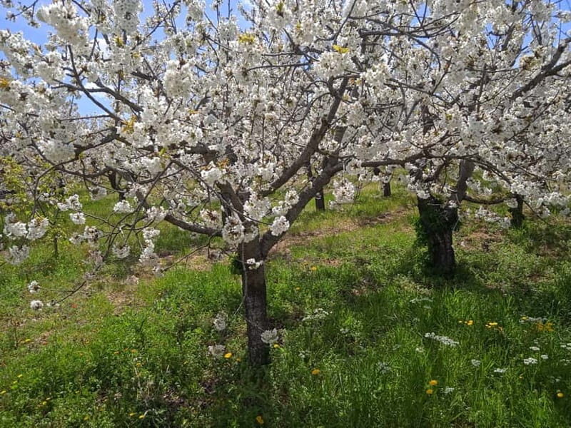 Gioia: E-Bike Ride and Cooking Class in Countryside - Key Points