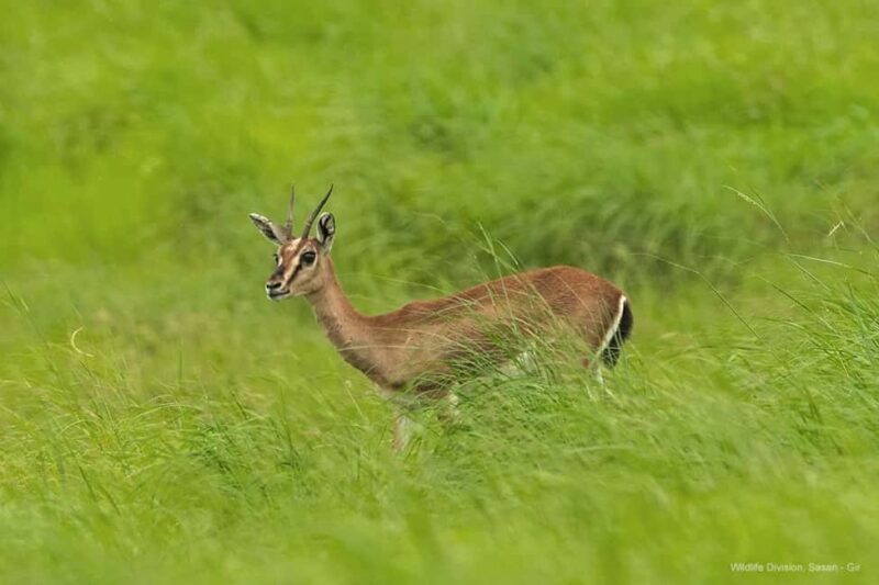 Gir National Park: Official Lion Safari with Hotel Pickup - An Authentic Look at Gir National Park Safari