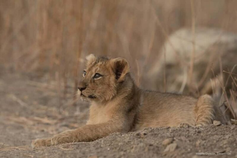 Gir National Park: Official Lion Safari with Hotel Pickup - The Sum Up: Is This Safari Worth It?