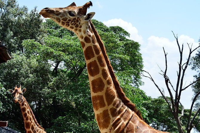 Giraffe Center and David Sheldrick Elephant Orphanage Day Tour from Nairobi - Final Thoughts