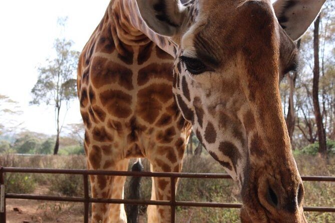 Giraffe Center and David Sheldrick Elephant Orphanage Tour - Additional Details That Matter