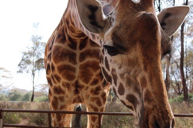 Giraffe Center and David Sheldrick Elephant Orphanage Tour - Who Will Love This Tour?