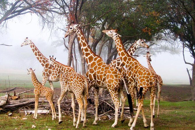Giraffe Center and David Sheldrick Elephant Orphanage Tour - Final Thoughts