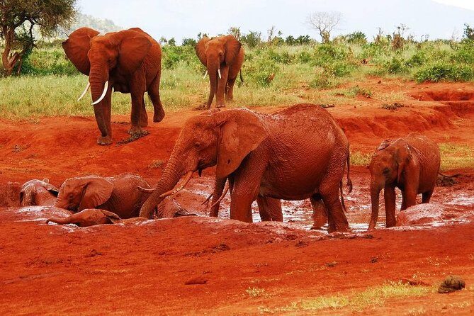 Giraffe Center and David Sheldrick Elephant Orphanage Tour - FAQ