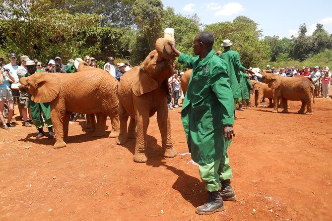 Giraffe center, Elephant Orphanage and Beads Center - An In-Depth Look at the Tour Experience