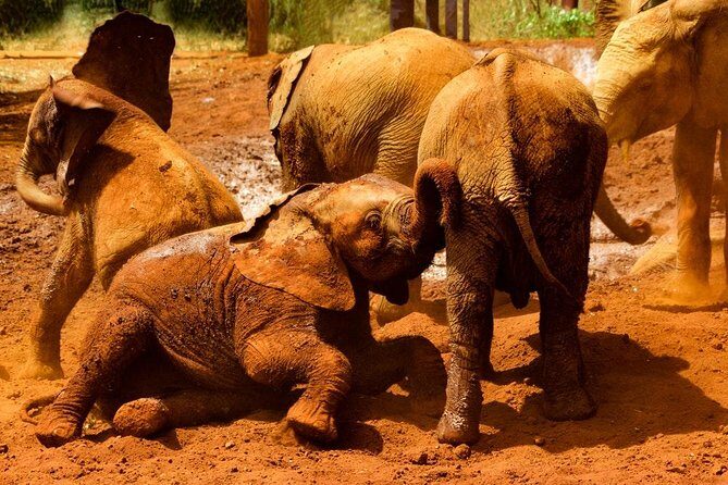 Giraffe center, Elephant Orphanage and Beads Center - The Sum Up