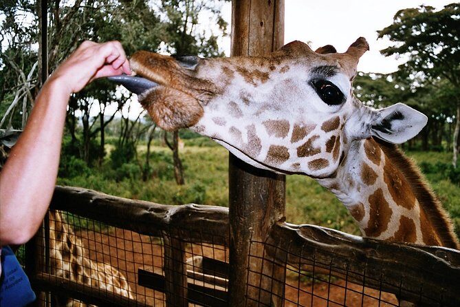Giraffe center, Elephant Orphanage and Beads Center - FAQs