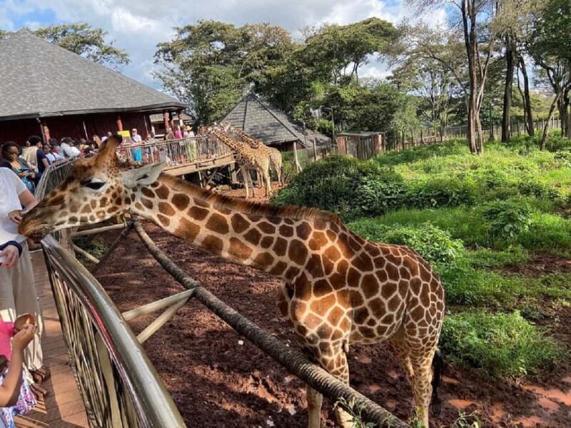 Giraffe Center Elephant Orphanage and Karen Blixen City Tour - Key Points