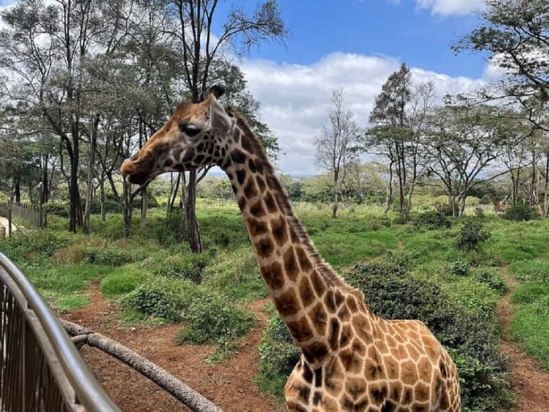 Giraffe Center Elephant Orphanage and Karen Blixen City Tour - What You Can Expect from the Tour