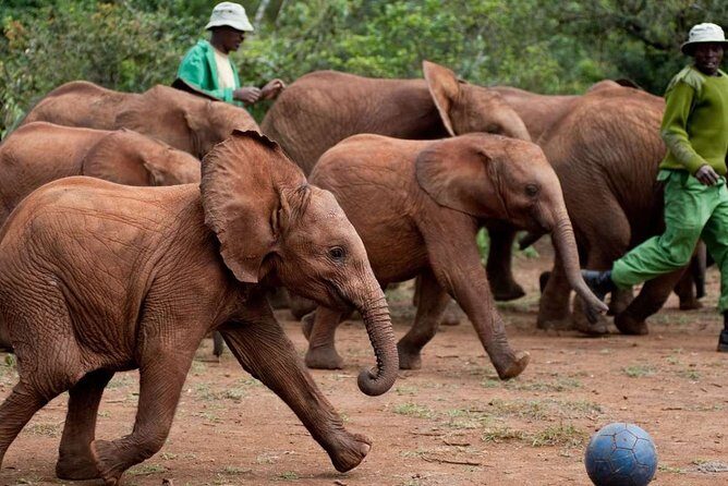 Giraffe Center, Elephant Orphanage and Nairobi National Park Day Tour Nairobi - Detailed Breakdown of the Itinerary