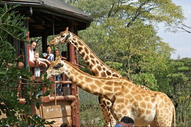 Giraffe Center, Elephant Orphanage and Nairobi National Park Day Tour Nairobi - Authentic Insights from Reviews