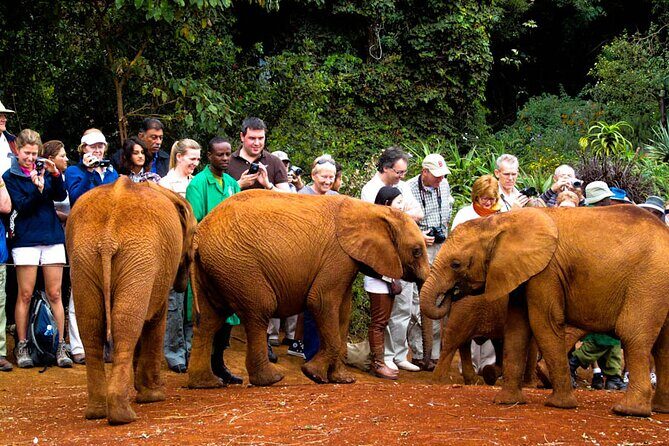 Giraffe Center, Elephant Orphanage and Nairobi National Park Day Tour Nairobi - The Sum Up: Who is This Tour Best For?