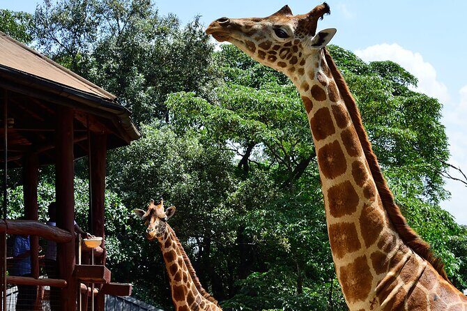 Giraffe Center, Elephant Orphanage and Nairobi National Park Day Tour Nairobi - FAQ