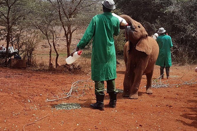 Giraffe Center, Elephant Orphanage, Beads Center & Bomas of Kenya Tour Nairobi - An In-Depth Look at the Itinerary