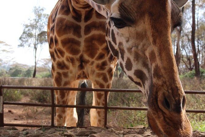 Giraffe Center, Elephant Orphanage, Beads Center & Bomas of Kenya Tour Nairobi - Final Thoughts: Is This Tour Worth It?