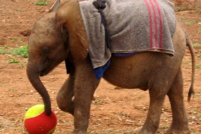 Giraffe Center & Elephant Orphanage Guided Day Tour - A Detailed Look at the Tour Experience  