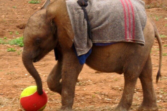 Giraffe Center & Elephant Orphanage Guided Day Tour - FAQ  