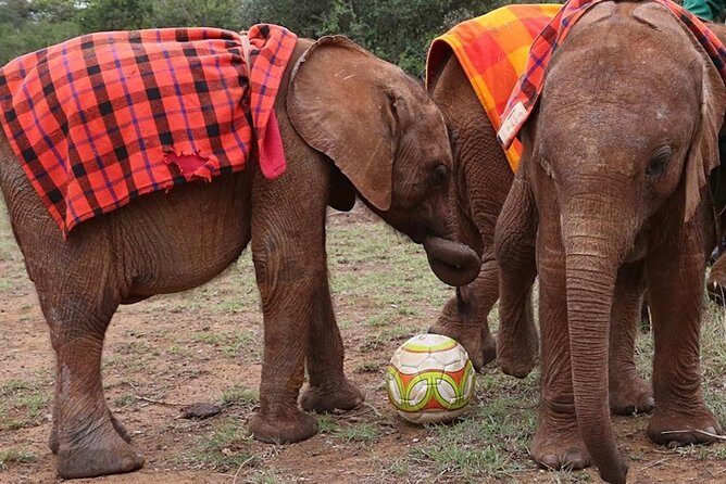 Giraffe Center & Elephant Orphanage Guided Day Tour - Final Thoughts  