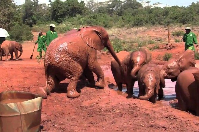 Giraffe Center & Elephant Orphanage Guided Day Tour From Nairobi - An In-Depth Look at the Tour Experience