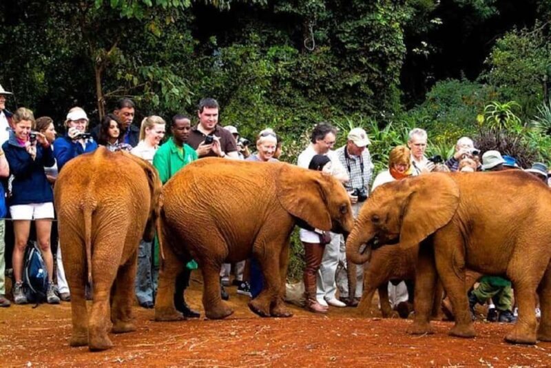 Giraffe Center, Elephant Orphanage, & Kazuri Beads Tour - Key Points