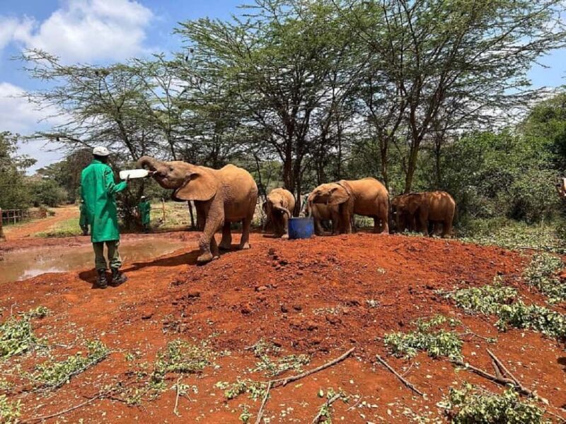 Giraffe Center, Elephant Orphanage, & Kazuri Beads Tour - An Excellent Introduction to Kenya’s Wildlife and Craftsmanship