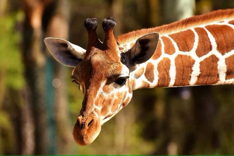 Giraffe Center, Elephant Orphanage, & Kazuri Beads Tour - FAQs