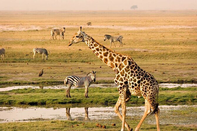 Giraffe Center Guided Tour in Nairobi - Detailed Breakdown of the Tour
