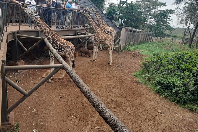 Giraffe Center Guided Tour in Nairobi - Authentic Insights from Reviews