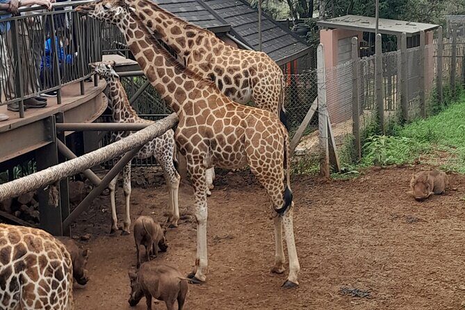 Giraffe Center Guided Tour in Nairobi - The Sum Up