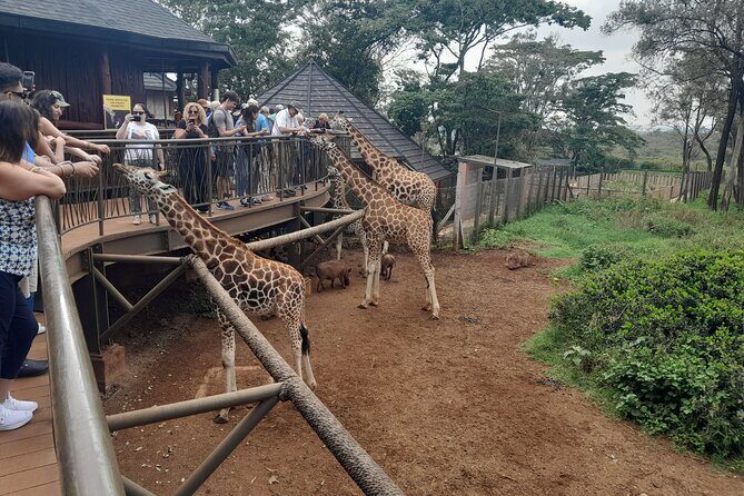 Giraffe Center Guided Tour in Nairobi - FAQ