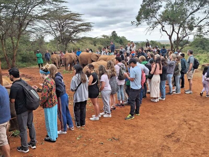 Giraffe Center, Karen Blixen & Elephant Orphanage Day Tour - Why This Tour Works for You
