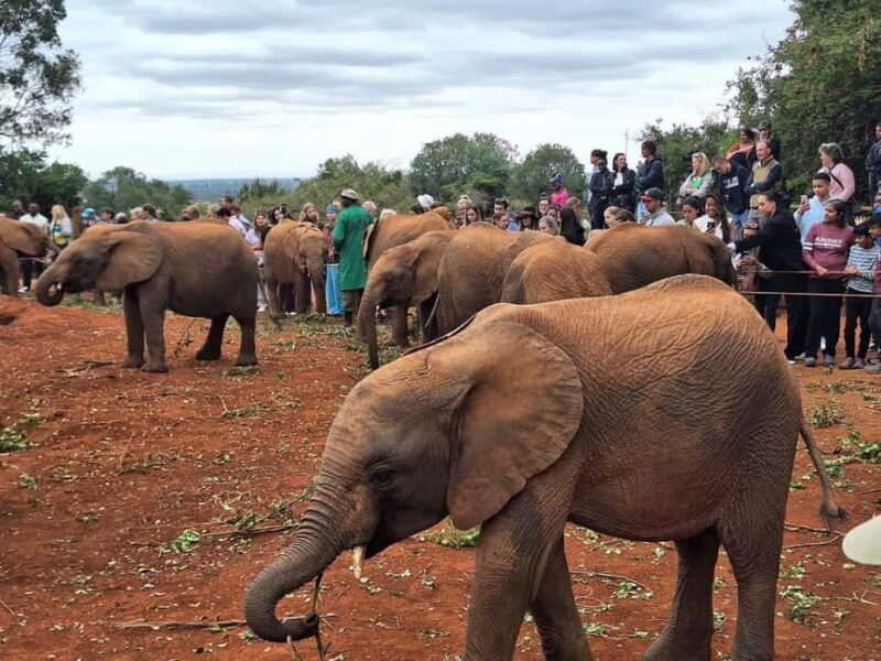 Giraffe Center, Karen Blixen & Elephant Orphanage Day Tour - FAQ