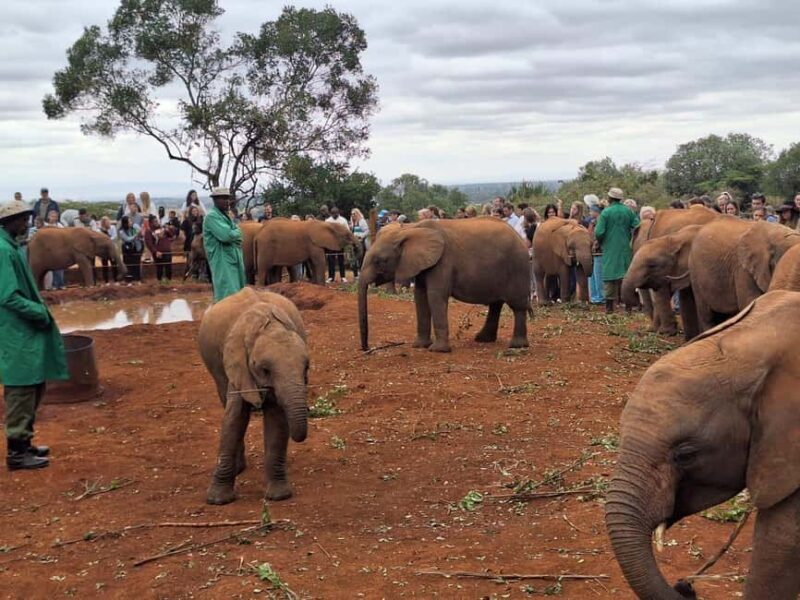 Giraffe Center, Karen Blixen & Elephant Orphanage Day Tour - Final Thoughts