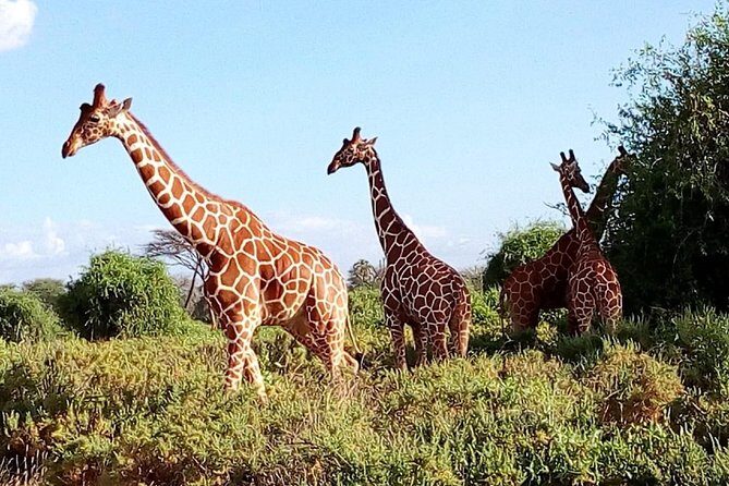 Giraffe center, stedmark animals haven & Nairobi Park Tour - Final Thoughts
