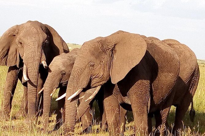 Giraffe center, stedmark animals haven & Nairobi Park Tour - Additional Information