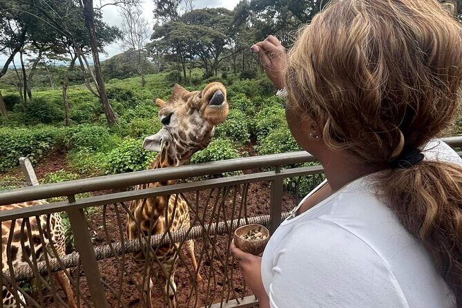 Giraffe Centre and Bomas of Kenya from Nairobi - An Introduction to the Tour: What to Expect