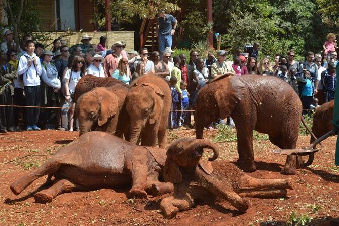 Giraffe Centre, Elephant Orphanage, and Bomas of Kenya Day Tour from Nairobi - Key Points