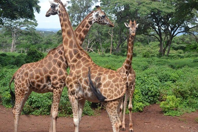 Giraffe Centre, Elephant Orphanage, and Bomas of Kenya Day Tour from Nairobi - A Day Packed with Kenyan Wildlife and Culture